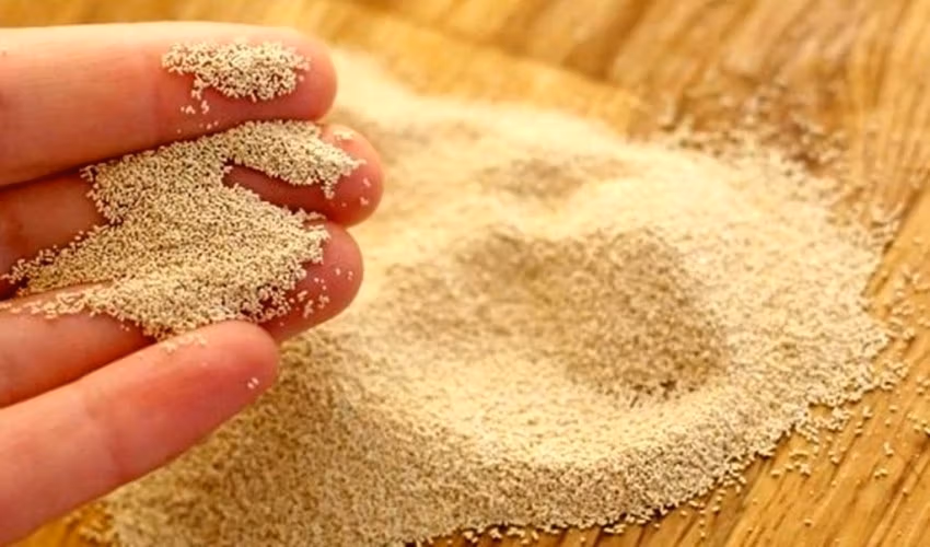 انواع مخمر نان