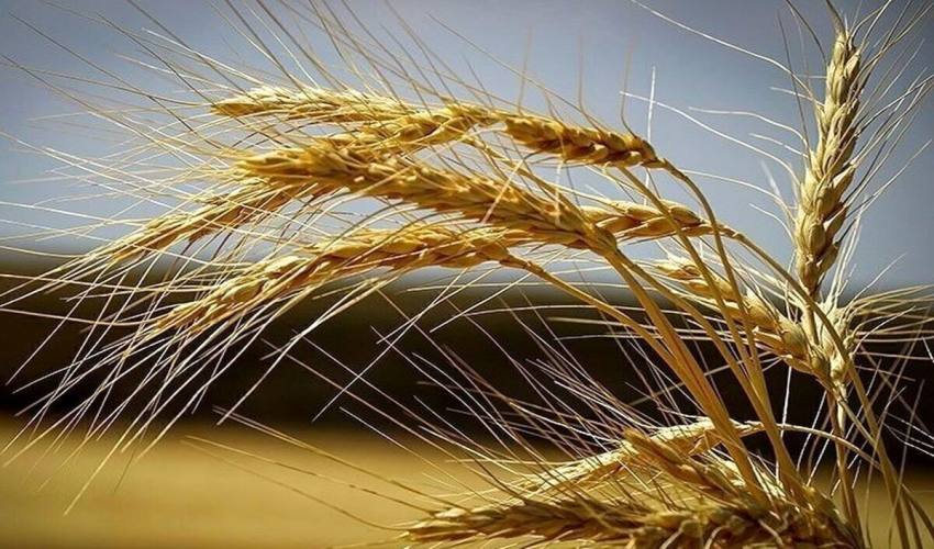 کیفیت گندم و تفاوت آن در شهرها و کشورهای مختلف