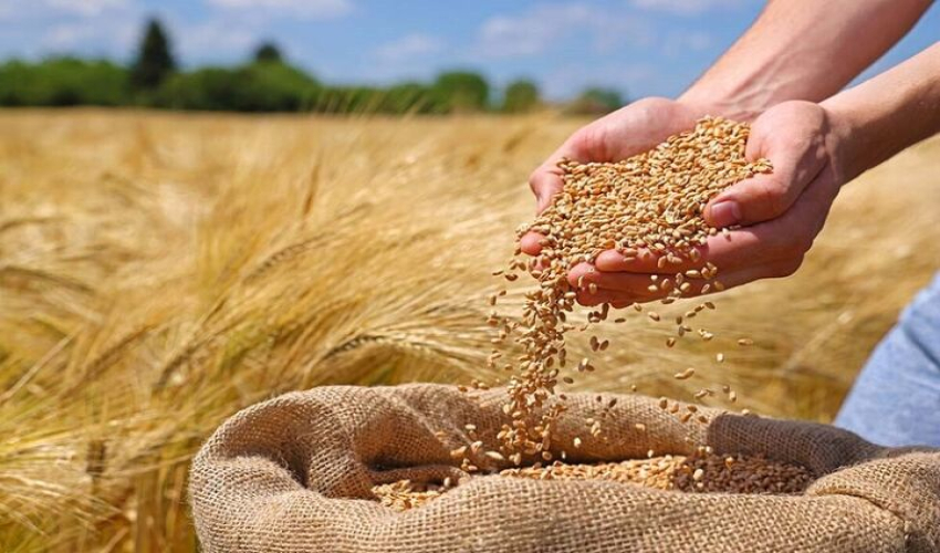کیفیت گندم و تفاوت آن در شهرها و کشورهای مختلف